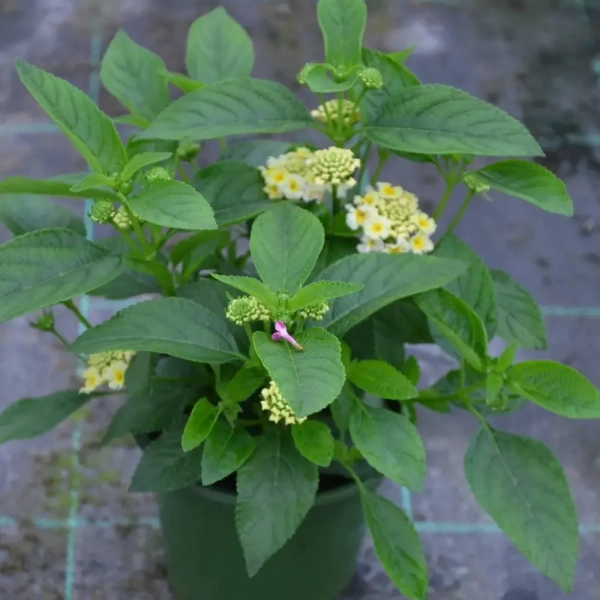 Lantana camara 'Gem™ Pearl' – lantana biała